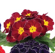 PIERWIOSNEK Primula acaulis Paradiso Late East Mix KWIATY WIOSENNE