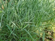 Trawa w paski 20 sztuk Mozga Trzcinowata plus gratis