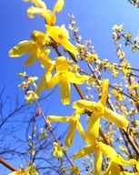 Forsycja sadzonki - ŻÓŁTY ZWIASTUN WIOSNY- PIĘKNY