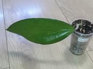 Hoya Hoja MB 1322 ukorzeniona