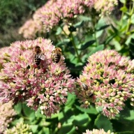Rozchodnik (Sedum Spectabile) (3szt)