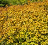 Tawuła ''SUNDROP" zmienia kolory w sezonie KARŁOWA