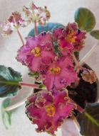 FIOŁEK AFRYKAŃSKI ### ALEN WIECHERNYJ LVOV Ален-Вечерний Львов ### 1LIŚĆ