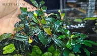 Bucephalandra sp . Sekadau Long Wavy -kolekcja od fibell