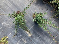 IRGA QUEEN of CARPETS- ładna sadz. 20cm - zielony DYWAN