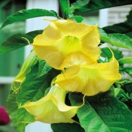 BRUGMANSIA,DATURA ŻÓŁTA YELLOW-sadzonka w doniczce+1 nasion. kwiatu lotosu.