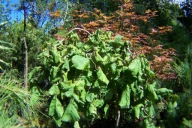 Leszczyna turecka szczepiona owocowa pendula inna