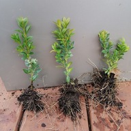 Bukszpan wieczniezielony DUŻY 15-40 cm Zimozielony