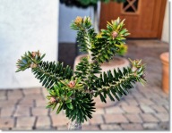 Abies pinsapo 'Espania' - !!!