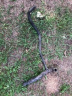 OPEL VIVARO I TRAFFIC II WĄŻ PRZEWÓD UKŁADU CHŁODZENIA 215034648R