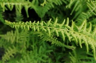 Wietlica samicza 'Victoriae' Athyrium filix-femina - paprotka sadzonka 2L