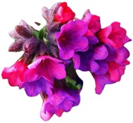 Miodunka Rasperry Splash