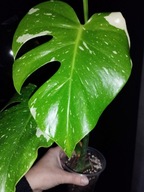 Monstera Thai Constellation variegata