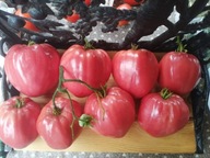 Pomidor Pink Russian jedna z najlepszych malinówek kolekcjonerskie