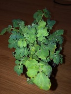 GLISTNIK JASKÓŁCZE ZIELE NA KURZAJKI 2 szt. promoc