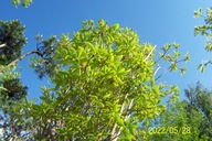 Azalia azjatycka szczepiona stary okaz 14 letni krzewiasta biała inna