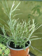 Maggi włoska kocanka( sadzonka )curry