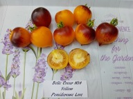 Pomidor Bell Coeur H-34 YELLOW urodziwa koktajlówka nasiona kolekcjonerskie