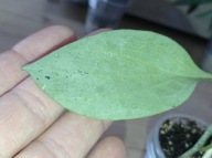 Hoya Hoja NICHOLSONIAE NEW GUINEA GHOST cięta