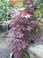 Klon czerwony FONTANNOWY szczepiony palmowy stary okaz 16 letni inny