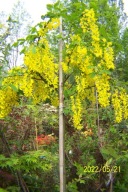 Złotokap na pniu okaz 12 letni azalia dąb buk wiąz platan brzoza inna