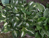 Funkia Hosta Zielona z Kremowym Środkiem Sadzonka P9