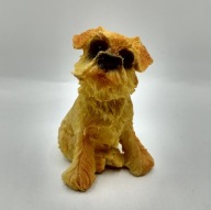 ciekawski Terrier złotowłosy, krótki ogonek, fajny