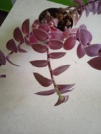 Trzykrotka włochata-Tradescantia-duża roślina