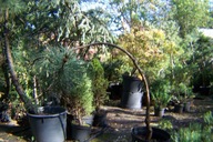 Sosna wydmowa szczepiona jednostronnie przewieszona 11 letnia inna