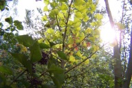 Miłorząb ginko biloba szczepiony pienny kulisty gwiażdzisty inny