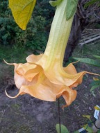 Brugmansia datura Double Peach