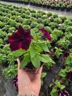 Surfinia Spece Purple