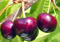 Czereśnia KANADYJSKA – samopylna, duże owoce, deserowa i późna