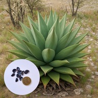 Agave gentryi – mrozoodporna agawa do -15°C (10 nasion + instrukcja)