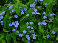 UŁUDKA WIOSENNA NIEBIESKA zwiastun wiosny prześliczne błękitne kwiaty SADZ