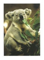 Pocztówka - Koala australijski i eukaliptus ...