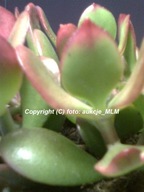 Grubosz Sunset Kolorowe Drzewko Szczęscia +Gratis