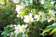 Jaśmin pachnący biały szczepiony pienny okaz inny