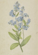 Plakat BOTANICZNY Niezapominajki Vintage B2 bez ramy 50 x 70cm