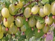 Agrest biały „Invicta” – sadzonka krzaczasta, odporna na choroby