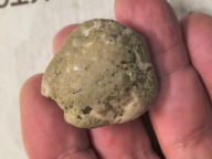 Skamieliny minerały koralowce