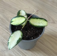 Hoya verticillata 'Inner Variegata' ze zdjęcia, KIEŁKUJE MŁODY LISTEK