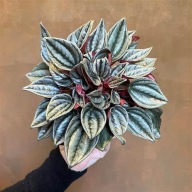 Peperomia Santorini SADZONKA 20 cm