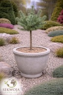 NOWA ODMIANA Pseudotsuga menziesii 'Smokie' Daglezja zielona, sina NA PNIU