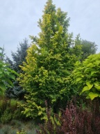 Metasekwoja Golden Rush C5 duża sadzonka