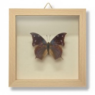 Motyl w gablotce Memphis