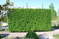 Grab pospolity 30 cm na żywopłot sadzonki 50 sztuk na aleje ozdobny