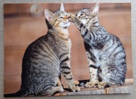 POCZTÓWKA - PARA BURYCH KOCIAKÓW - zdjęcie, wyd. w Niemczech