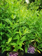 Floks wiechowaty FLAME PRO VIOLET CHARM sadzonka