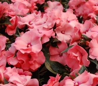 Niecierpek Impatiens Rokoko Charlotte KWIATY pofalowane